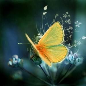 Meet your Posher, Nesrine